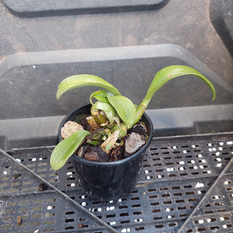 A small potted orchid plant with green leaves in a black plastic nursery pot, placed on a black plastic tray.