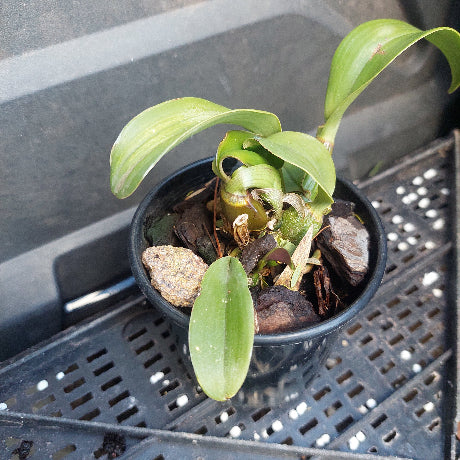 A small potted orchid plant with green leaves and stems, growing in a black plastic nursery pot filled with bark and stones, placed on a black plastic tray.