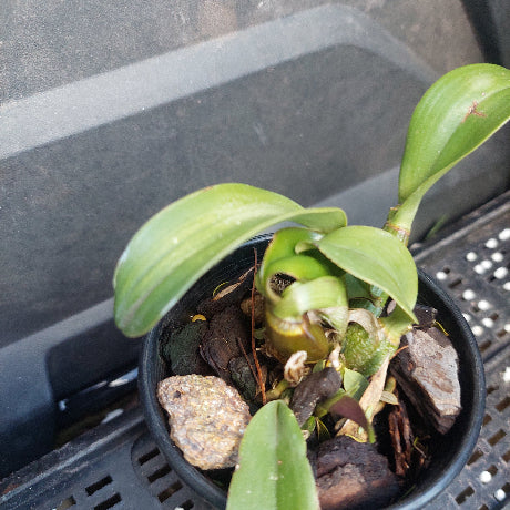 A small potted orchid plant with green leaves and a curled green bud, growing in a black plastic pot filled with bark, bark pieces, and small stones, placed on a black plastic tray.