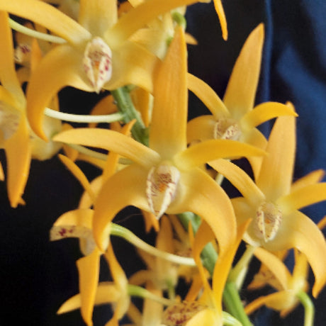 A close-up of bright yellow orchid flowers with pale centers and small reddish markings, set against a dark navy fabric background.