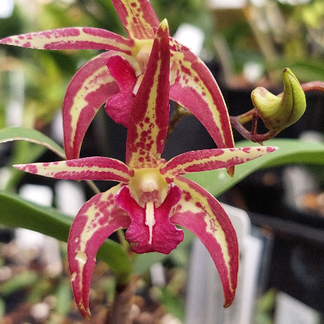 A close-up of a red and yellow mottled orchid flower with green leaves, shown in a garden or nursery setting.