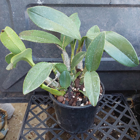 A potted green orchid plant with broad glossy leaves, growing in a black plastic pot filled with bark and small stones, placed on a black plastic tray.