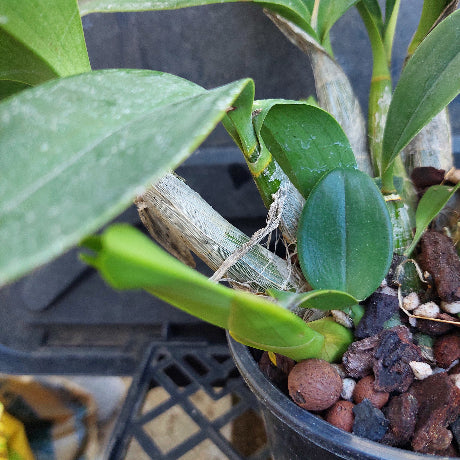 Close-up of a potted orchid plant with green leaves and pseudobulbs growing in a black pot filled with brown and white lava rocks.