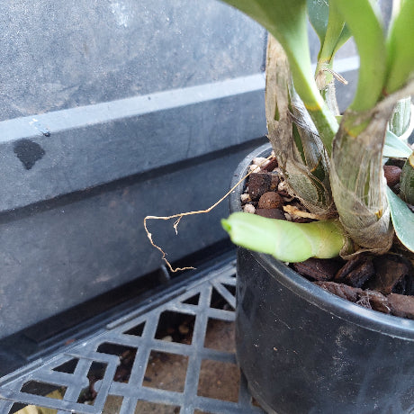 A close-up of a potted orchid plant with green leaves and a small pale green bud, growing in a black plastic pot filled with bark and pebbles, next to a dark plastic nursery tray.