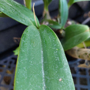 Close-up of a green leafy plant, likely an orchid, showing a prominent central leaf with visible white powdery mildew or fungal spores on its surface, set in a nursery potting tray.