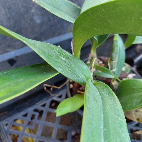 Close-up of a green leafy plant, likely an orchid, growing in a black plastic nursery tray.