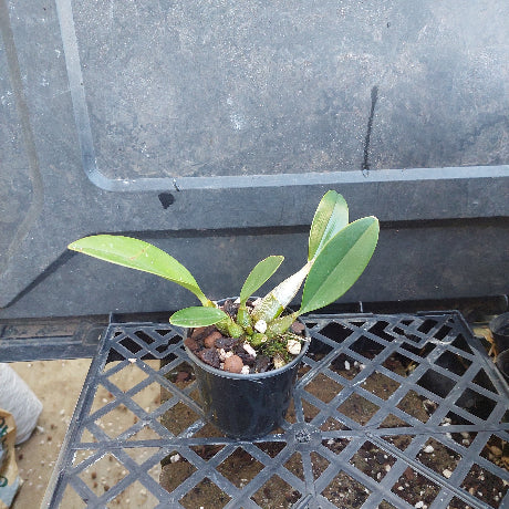 A small potted orchid plant with glossy green leaves in a black nursery pot, placed on a black plastic grid tray against a dark gray background.