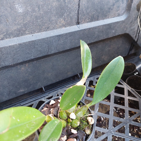 A small potted green plant with broad oval leaves growing in a black nursery pot filled with bark, moss, and small white stones, placed on a black plastic nursery tray.