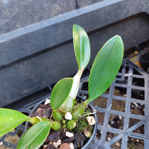 A close-up of a small potted orchid plant with glossy green leaves and several small green buds, growing in a black plastic pot filled with bark, pebbles, and moss. The pot is placed on a black plastic nursery tray.