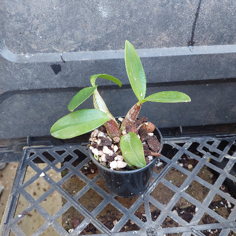 A small potted orchid plant with green leaves and brown pseudobulbs, growing in a black plastic nursery pot filled with perlite and bark, placed on a black plastic nursery rack.