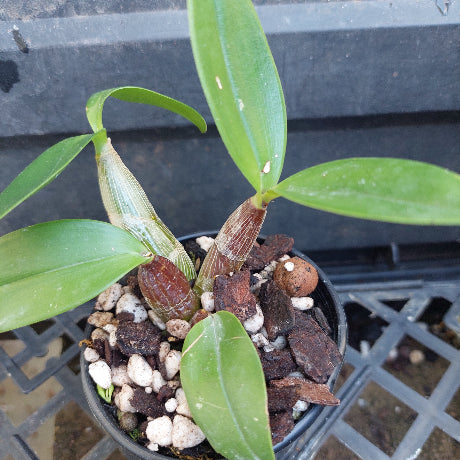 A small potted orchid plant with glossy green leaves and brown pseudobulbs, growing in a black plastic pot filled with bark and white perlite, photographed on a black nursery tray.