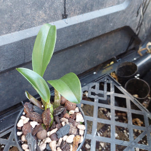 A small green orchid plant in a black nursery pot filled with bark, pebbles, and soil, placed on a black plastic tray.