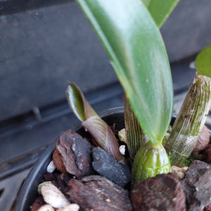 Close-up of a potted orchid plant with green leaves and buds growing in a black pot filled with bark and small white stones.