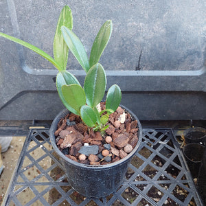 A small potted green plant with broad glossy leaves, growing in a black plastic nursery pot filled with bark and small stones, placed on a black plastic tray.
