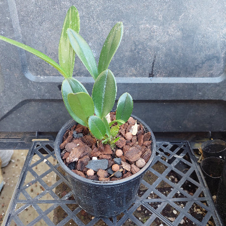 A small potted green plant with broad glossy leaves, growing in a black plastic nursery pot filled with bark and small stones, placed on a black plastic tray.