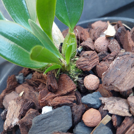 A close-up of a small green orchid plant growing in a pot filled with brown bark chips, small stones, and a bit of moss.