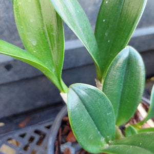 Close-up of a green leafy plant with glossy, upright leaves, photographed outdoors near a dark planter or pot base.