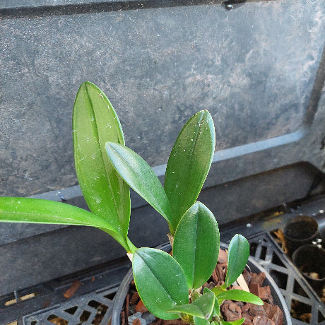 A small green orchid plant with broad, glossy leaves growing in a black plastic nursery tray filled with bark, photographed against a dark gray textured background.