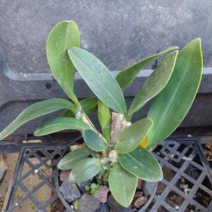 A live orchid plant with broad, glossy green leaves growing in a black plastic pot filled with small stones, placed on a black plastic tray.