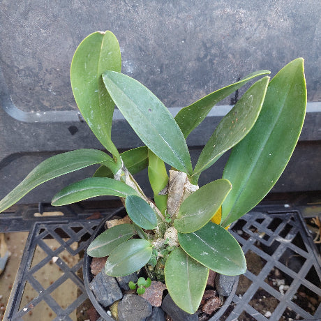A live orchid plant with broad, glossy green leaves growing in a black plastic pot filled with small stones, placed on a black plastic tray.