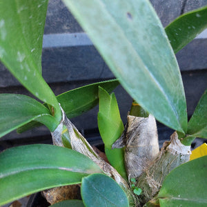 Close-up of a green orchid plant with broad leaves and a brown dried pseudobulb base, photographed against a dark gray background.