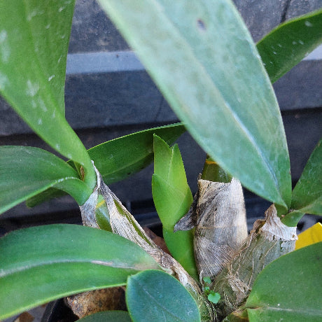 Close-up of a green orchid plant with broad leaves and a brown dried pseudobulb base, photographed against a dark gray background.