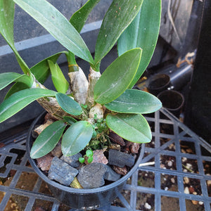 A potted orchid plant with broad green leaves and a textured beige pseudobulb, growing in a black plastic pot filled with bark and small stones on a black plastic tray.