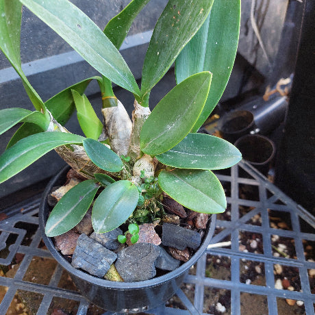 A potted orchid plant with broad green leaves and a textured beige pseudobulb, growing in a black plastic pot filled with bark and small stones on a black plastic tray.