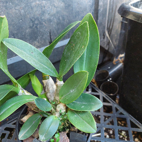 A close-up of a green leafy plant growing in a black plastic nursery tray, photographed in a greenhouse or potting area with pots and trays visible in the background.