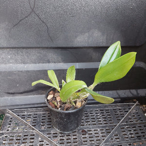 A small potted orchid plant with bright green leaves in a black plastic nursery pot filled with bark, placed on a metal grid tray against a dark textured wall.