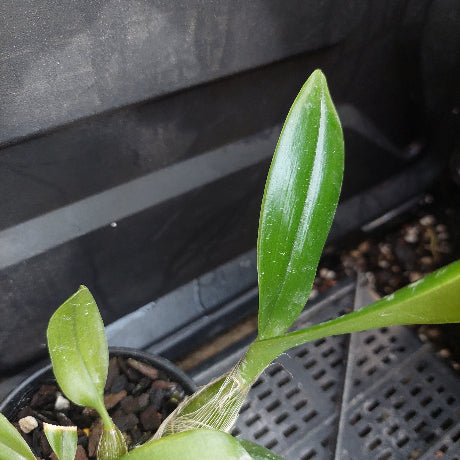 A close-up of a green orchid plant with a prominent upright leaf, growing in a black plastic pot filled with bark and small stones on a dark nursery tray.