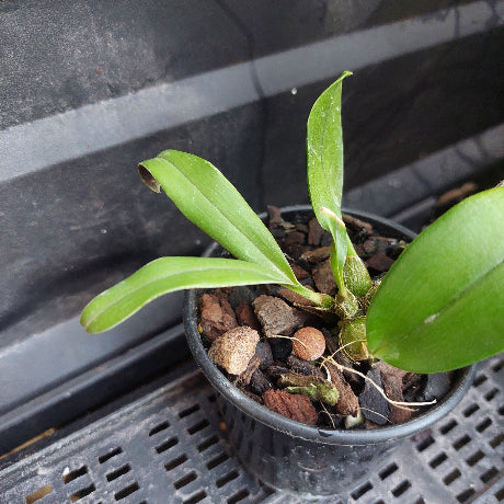 A small green leafy plant in a black plastic nursery pot filled with bark and small stones, photographed on a dark plastic tray or shelf.