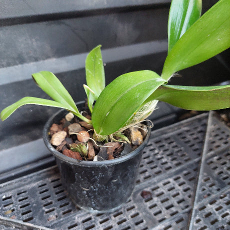 A small green leafy plant in a black plastic nursery pot filled with bark and small stones, placed on a black metal grid tray.