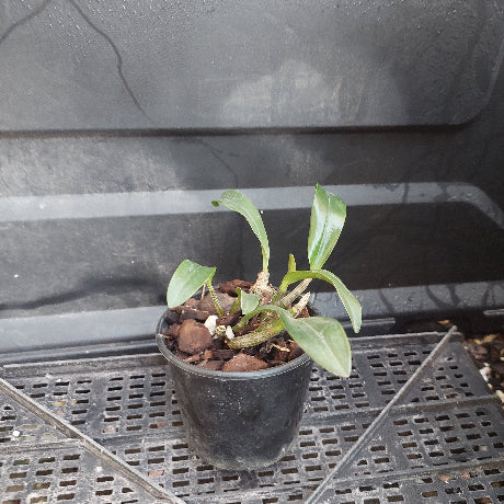 A small potted plant with green leaves growing in a black plastic nursery pot filled with bark, placed on a black metal grid shelf against a dark gray background.