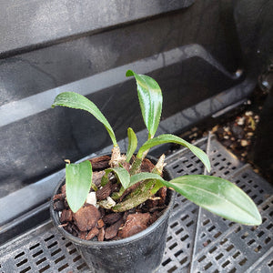 A small potted orchid plant with green leaves growing in a black plastic nursery pot filled with bark, placed on a metal grid tray.