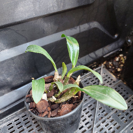 A small potted orchid plant with green leaves growing in a black plastic nursery pot filled with bark, placed on a metal grid tray.