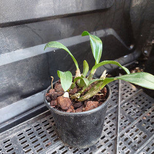 A small potted orchid plant with green leaves growing in a black plastic pot filled with brown bark, placed on a black plastic nursery tray.