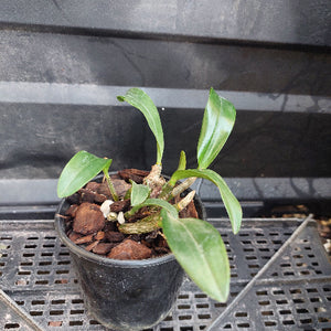 A small potted orchid plant with green leaves growing in a black plastic nursery pot filled with bark, placed on a black metal tray.
