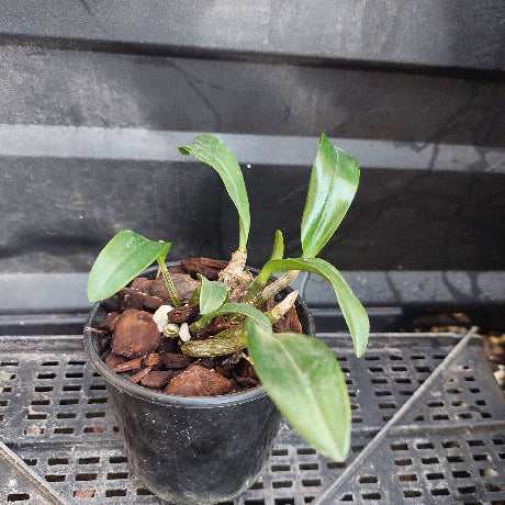 A small potted orchid plant with green leaves growing in a black plastic nursery pot filled with bark, placed on a black metal tray.