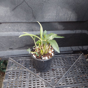 A small potted green plant with long leaves in a black plastic nursery pot, placed on a black plastic tray against a dark gray corrugated background.