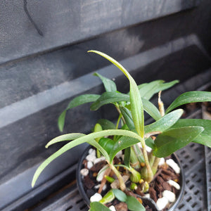 A small potted green plant with long, slender leaves growing in a black plastic nursery pot filled with bark, white stones, and small green buds, photographed against a dark plastic tray background.