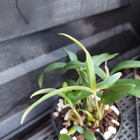 A small potted green plant with long, slender leaves growing in a black plastic nursery pot filled with bark, white stones, and small green buds, photographed against a dark plastic tray background.