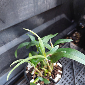 A small potted green plant with long narrow leaves, growing in a black plastic pot filled with white stones and brown bark, photographed on a dark plastic tray.