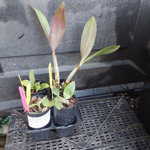 Three small potted orchids in black nursery pots sitting on a black plastic tray against a dark greenhouse background.