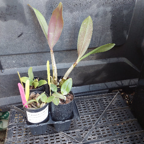 Three small potted orchids in black nursery pots sitting on a black plastic tray against a dark greenhouse background.