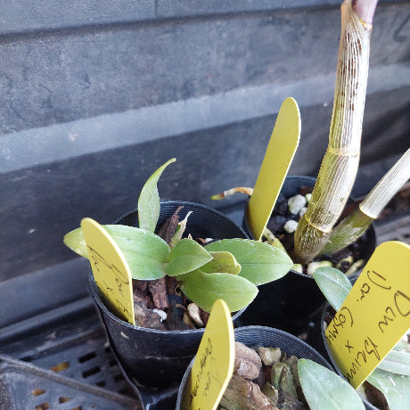 Several small potted orchids in black nursery pots with yellow identification tags, photographed on a black tray against a dark gray background.