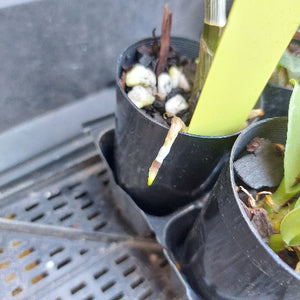 A close-up of a black plastic nursery tray holding small potted plants, with a bright yellow-green stake or tool inserted into the center pot containing soil, small stones, and a small sprout.