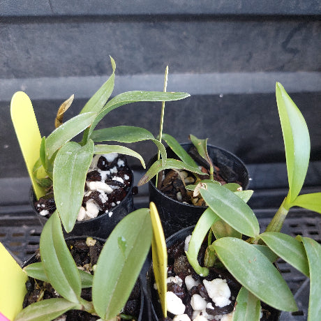 Several small potted orchid plants with green leaves and yellow variegated tips, growing in black plastic pots filled with soil and white stones, placed on a dark nursery shelf.