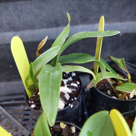 A close-up of a potted orchid plant with long green leaves and a bright yellow tag, growing in a black plastic pot filled with soil and perlite, placed on a dark tray.