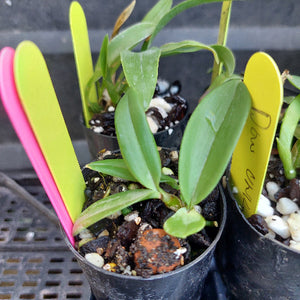 A close-up of small potted orchids in black plastic starter pots, with green leaves and colorful plastic labels in pink, yellow-green, and yellow. The plants are growing in a dark, perforated tray.